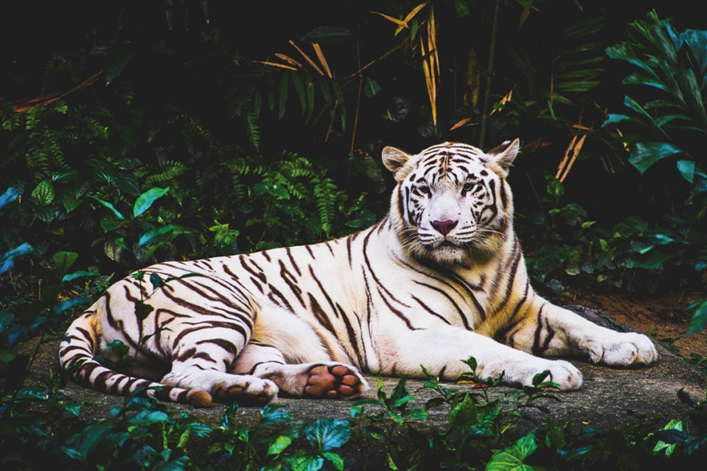 11.1 Indian Wood smaržūdens