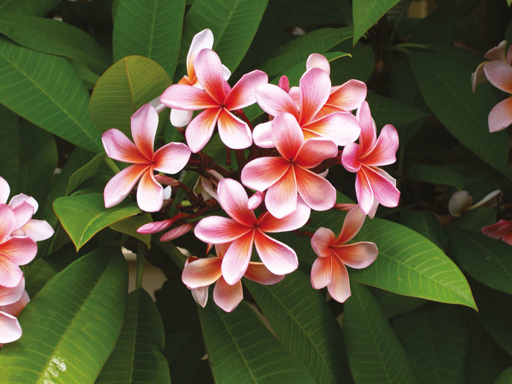 MANGUIER METISSE Eau de Parfum 50ml