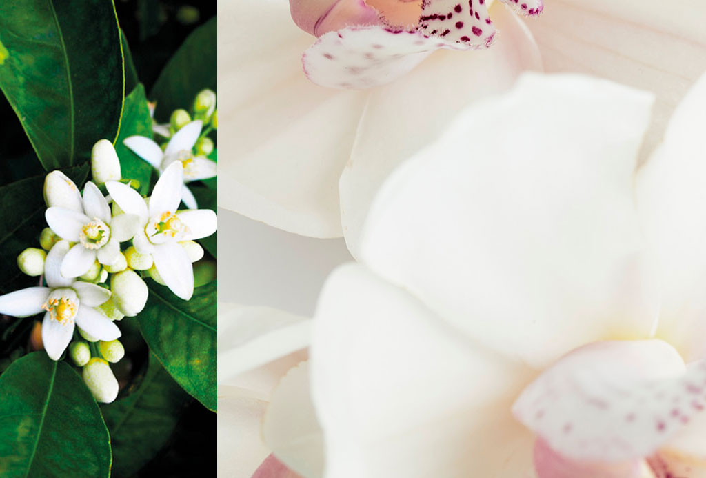 Neroli ad Astra Hands & Body Gel 500ml