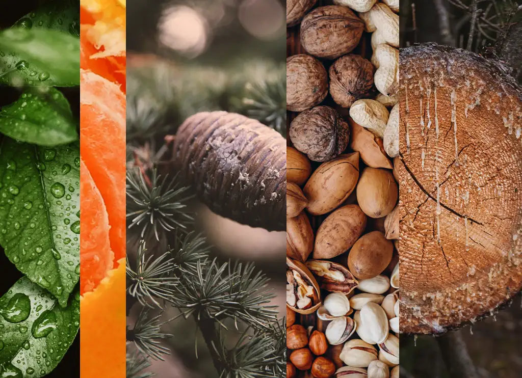 ANTENIVIS Scented Candle 240gr (2025 Edition)